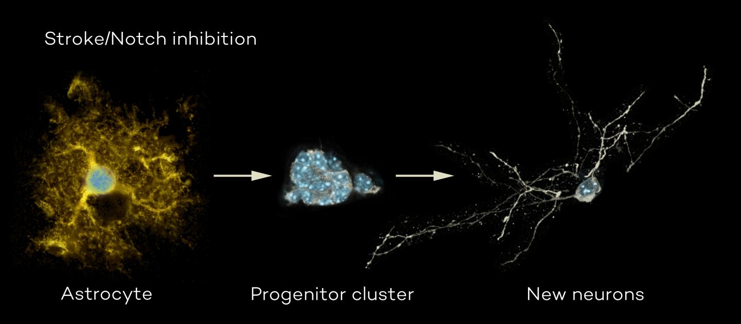 The Hidden Talents of Astrocytes in Mice (3 of 3)