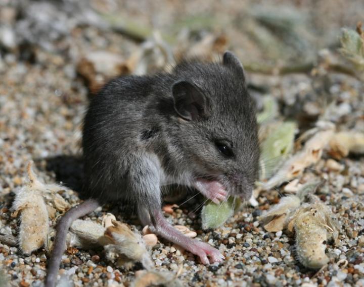 Native Deer Mouse