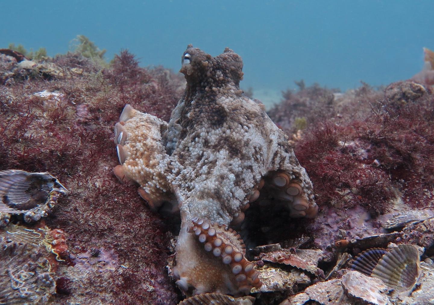 Gloomy Octopus at the Jervis Bay site