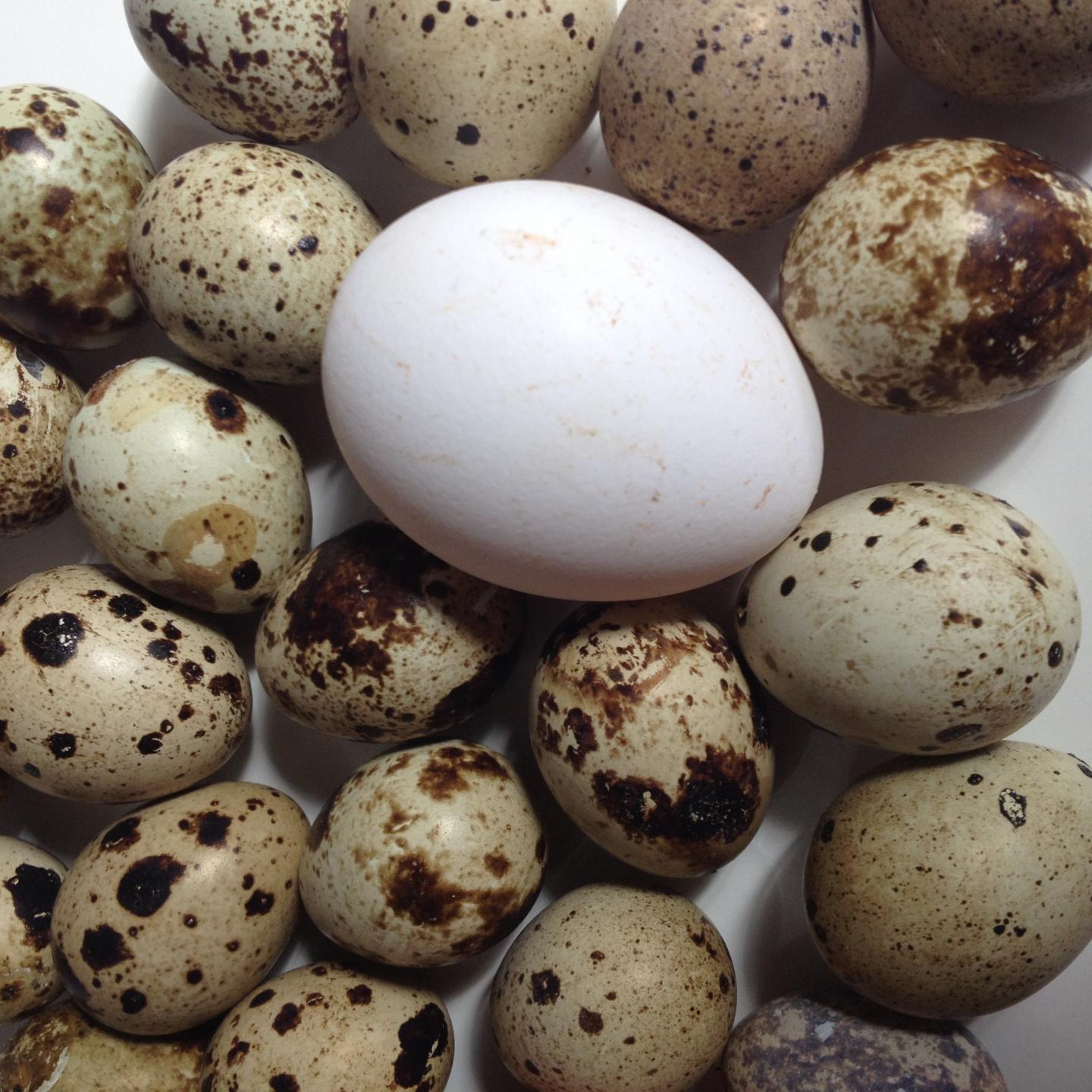 When temps rise, Japanese quail require a bre EurekAlert!