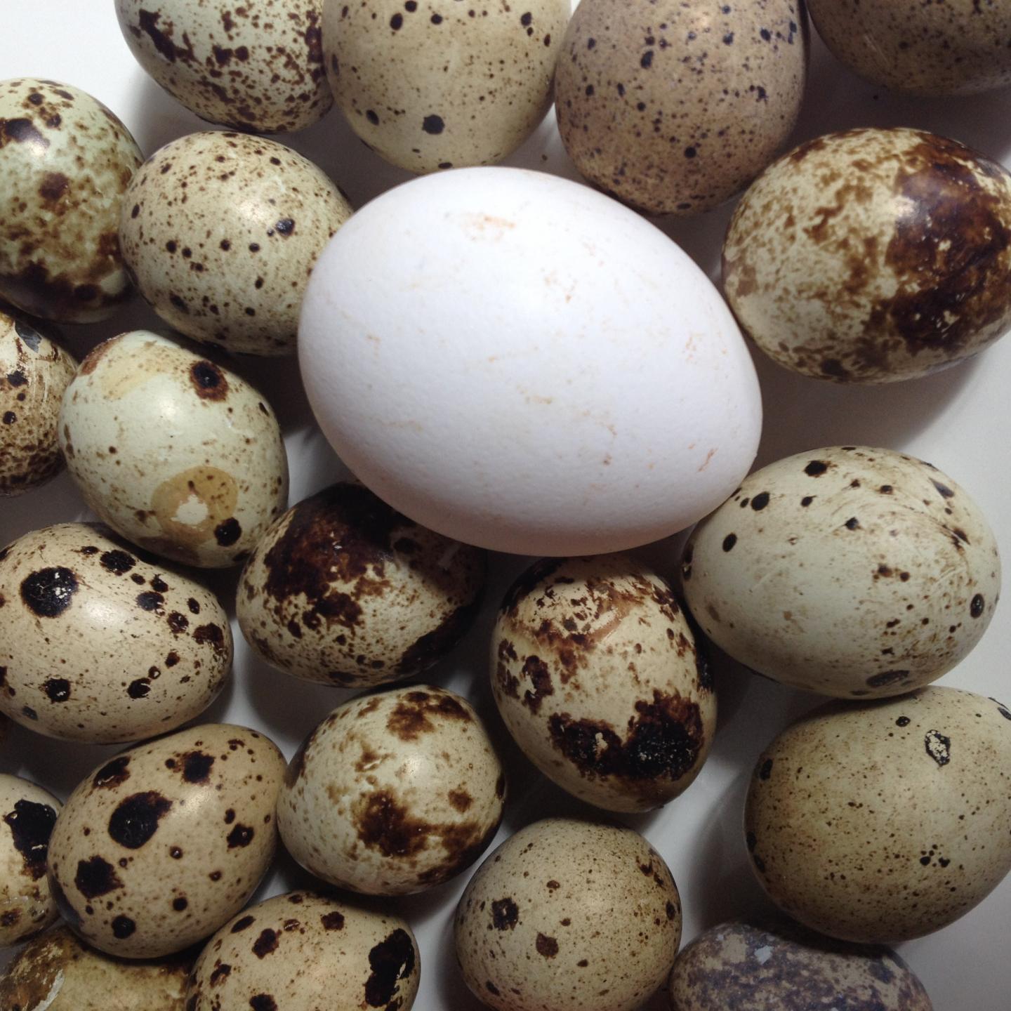 Quail Eggs Compared to Chicken Eggs
