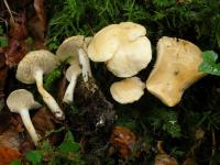2 New Species of Mushroom on Iberian Peninsula Described (2 of 2)