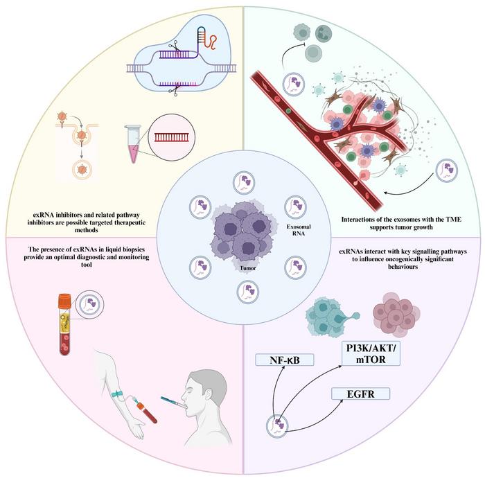 The diagram illustrates the mechanisms of exRNAs operation in cancer and the ways in which it can be utilized for chemotherapy.