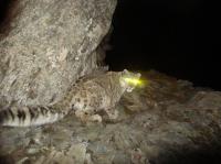 Snow Leopard in China