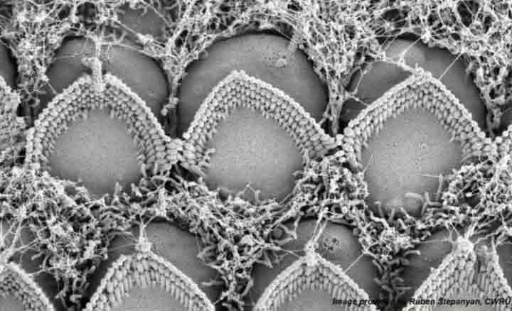 Hair Cells in the Mouse Cochlea