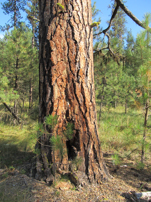 A large ponderosa pine (Pinus ponderosa)