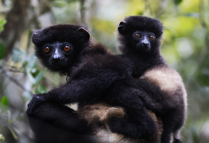 Milne-Edwards's sifaka