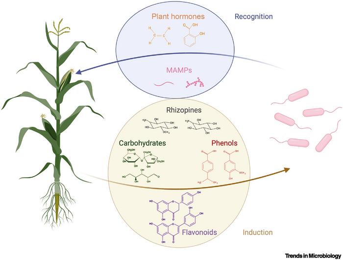 Common chemical signaling mechanisms used for synthetic associations between bacteria with engineered crops