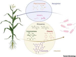 Common chemical signaling mechanisms used for synthetic associations between bacteria with engineered crops