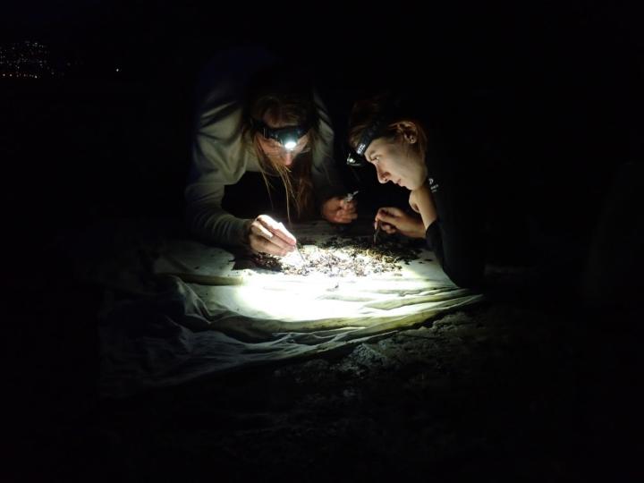 Light Pollution a Reason for Insect Decline