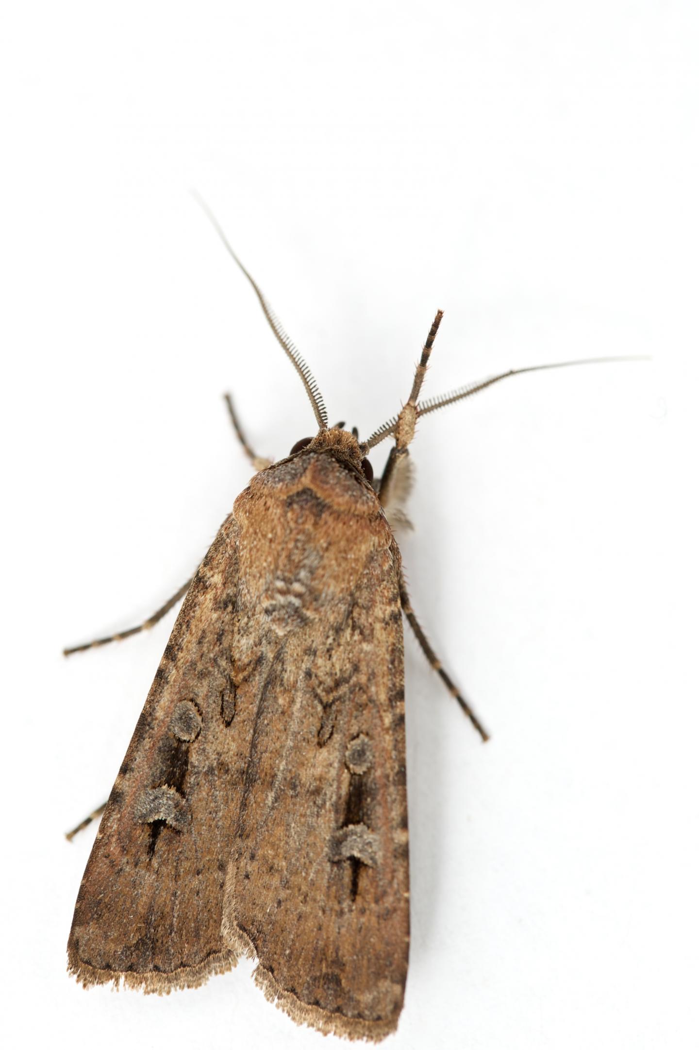 Bogong moths first insect known to use EurekAlert!