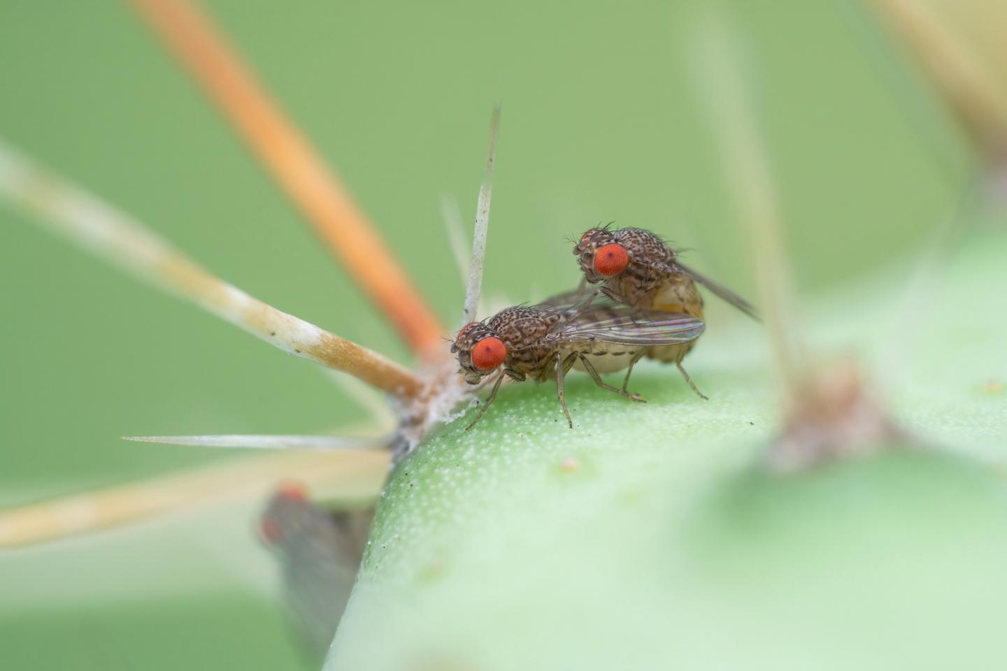 Drosophila mojavensis wrigleyi Mating