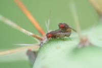 Drosophila mojavensis wrigleyi Mating