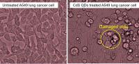 Quantum dots from tea destroying lung cancer cells