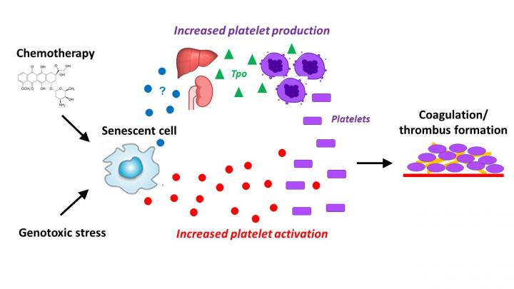 Cellular Senescence Is Associated with Age-Related Blood Clots