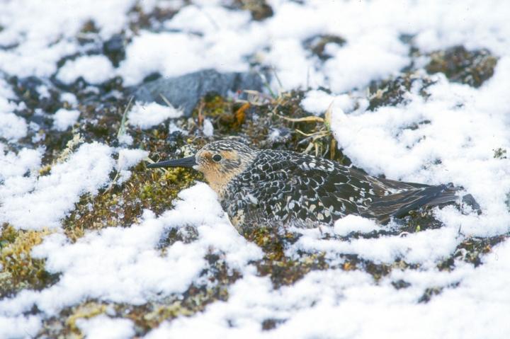 A Knot on Its Arctic Nest