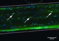 Human Mesenchymal Stem Cells on Biopolymer Microthreads