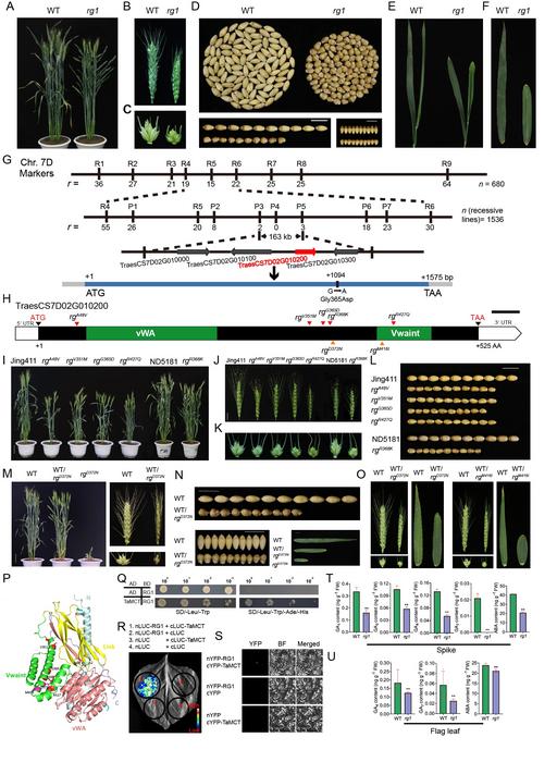 Figure 1 Map-based cloning and functional characterization of rg1