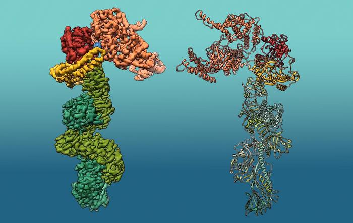 3D structure of ‘Makes caterpillars floppy 1’ (Mcf1).