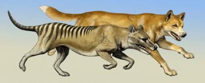 Thylacine and Dingo