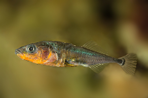 Threespine sticklebacks