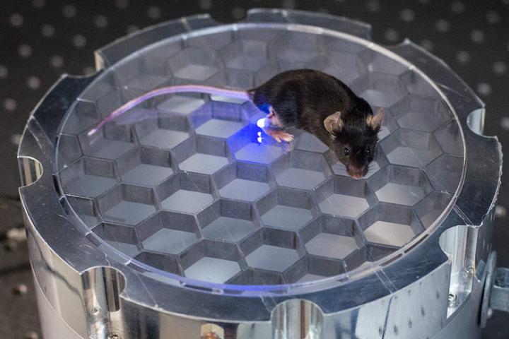 Mouse with Wireless Optogenetics Implant in Leg
