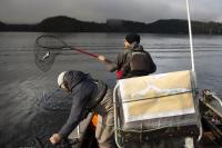 New Viruses Discovered in Endangered Wild Pacific Salmon Populations (2 of 3)