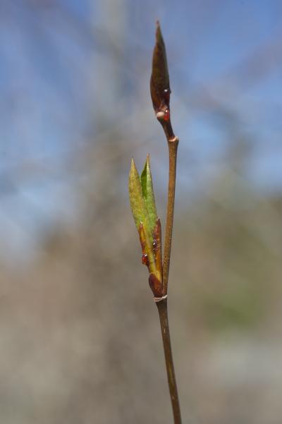 Close up of Poplar Leaf Bud