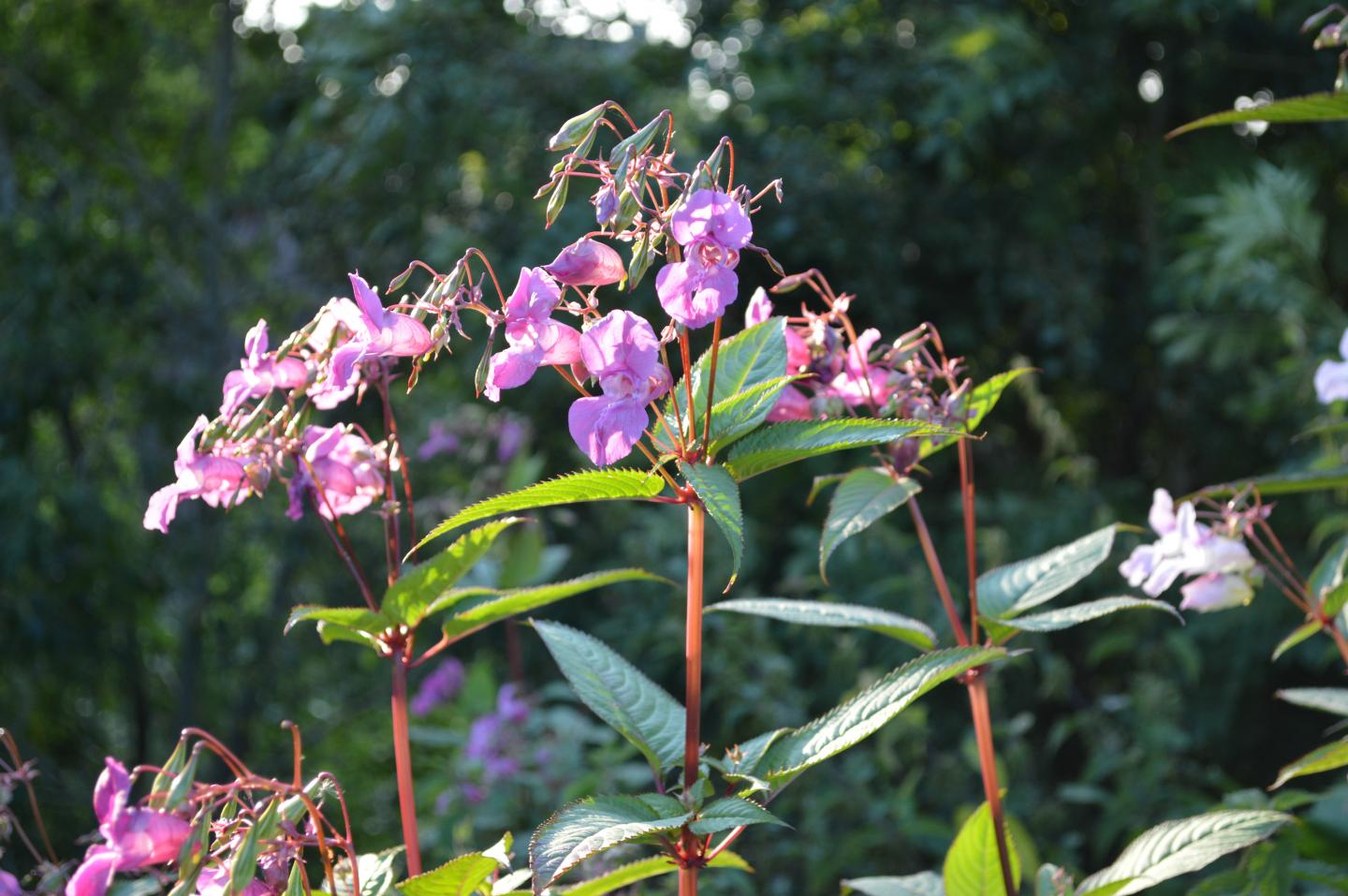 Himalayan Balsam