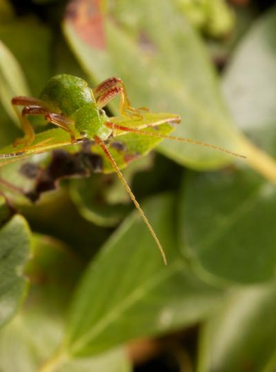 Stick Bugs Reveal Predictable Processes of Evolution (1 of 12)