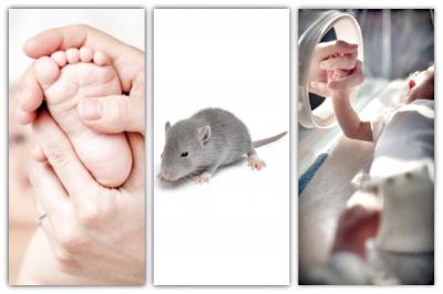 Rat Pup Massage Research Leads to Thriving Premature Infants