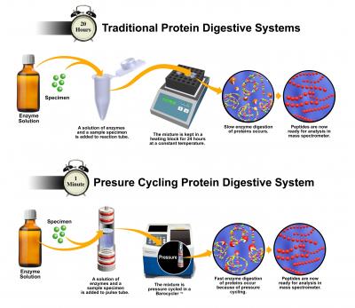 Protein Analysis