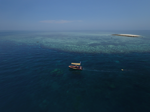 Highest coral cover in central, northern Reef in 36 years