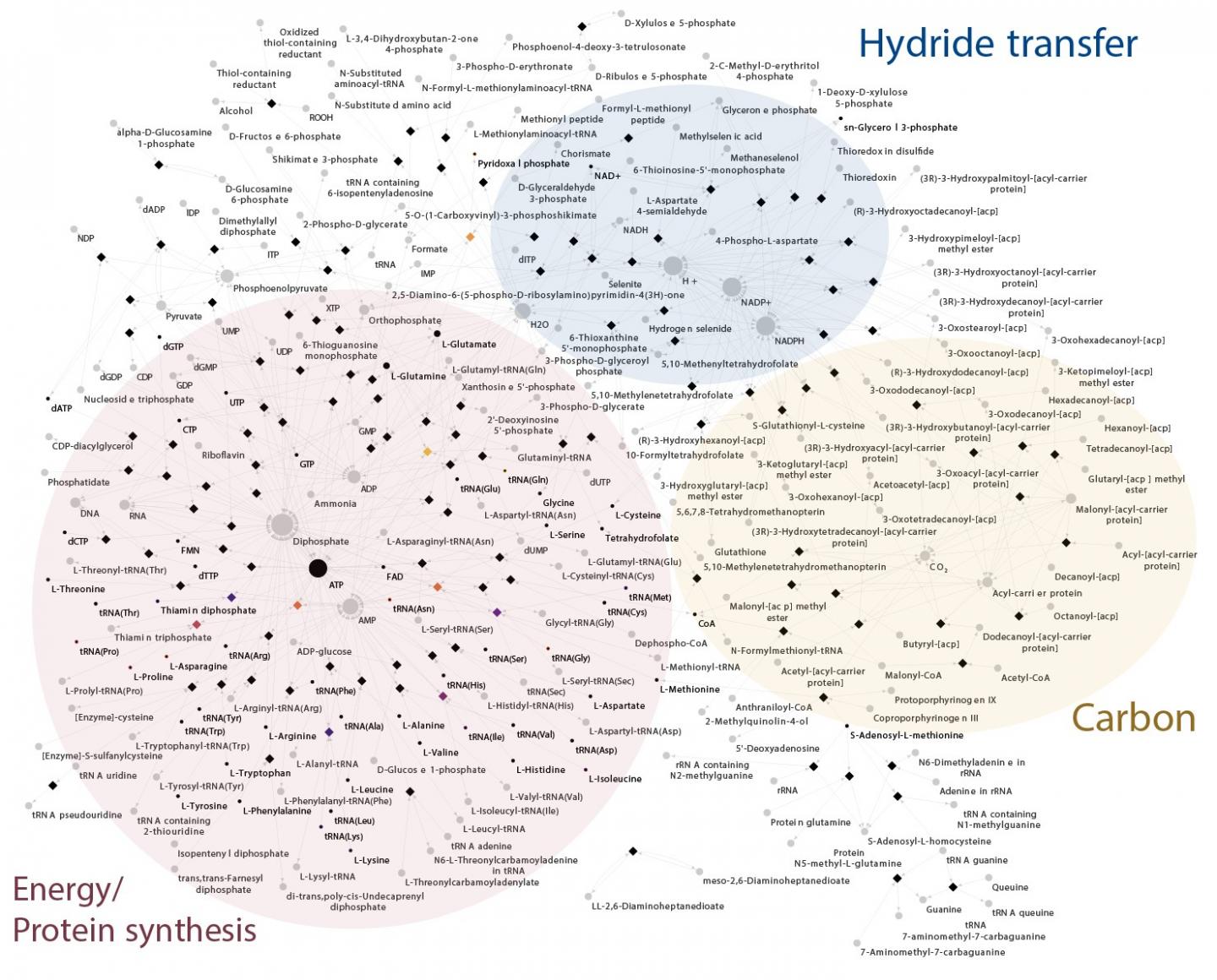 Metabolic network of LBCA