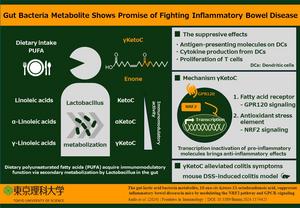 Gut bacteria metabolite holds potential in combating inflammatory bowel disease.