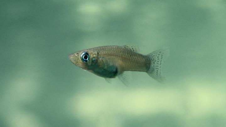 Female Mosquitofish (<em>Gambussia hubbsi</em>)