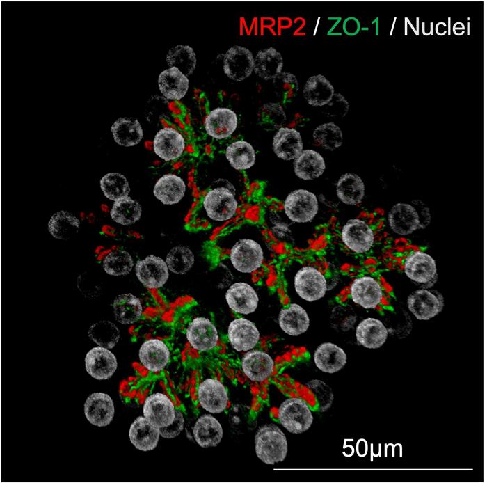 Hepatocyte organoid (Image)