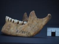 Jawbone of RV 2039