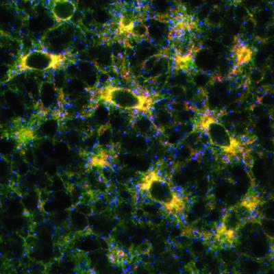 Endoplasmic Reticulum