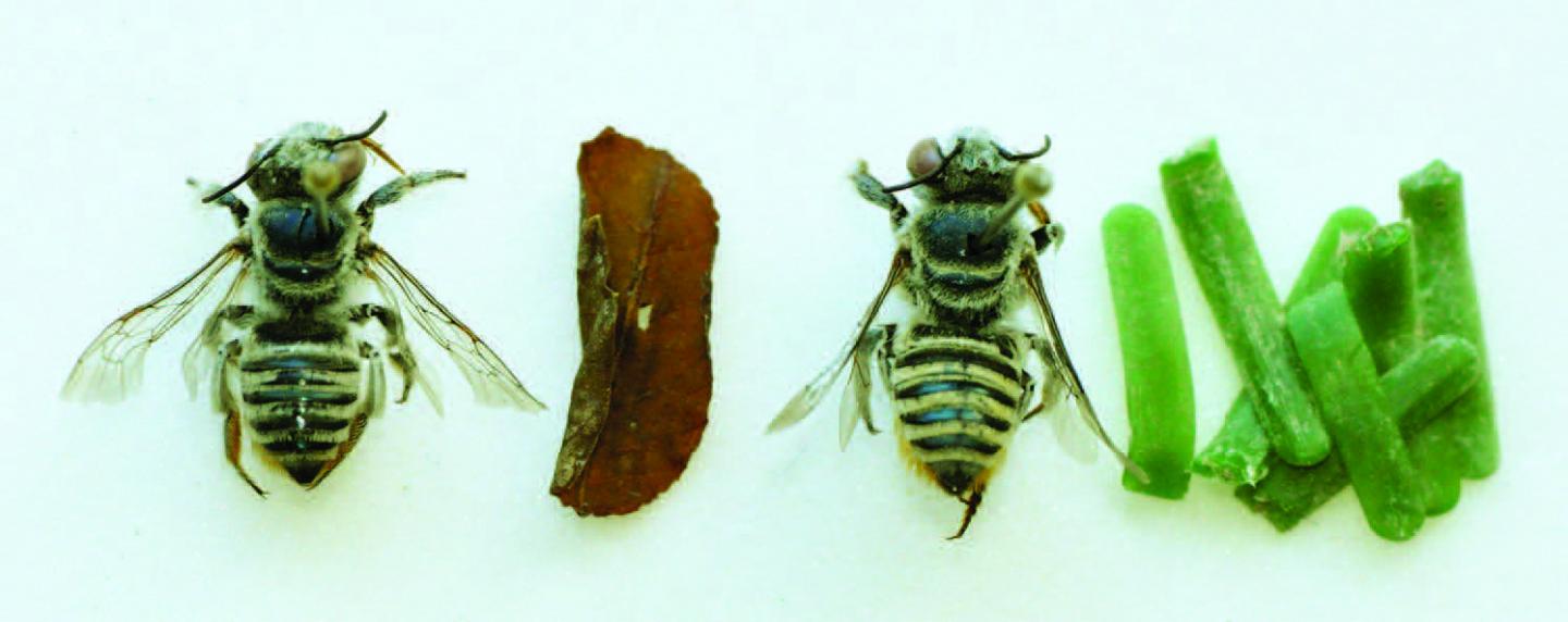 Female Leafcutter Bee with a Leaf Piece and a Female with Cut Lengths of Plastic