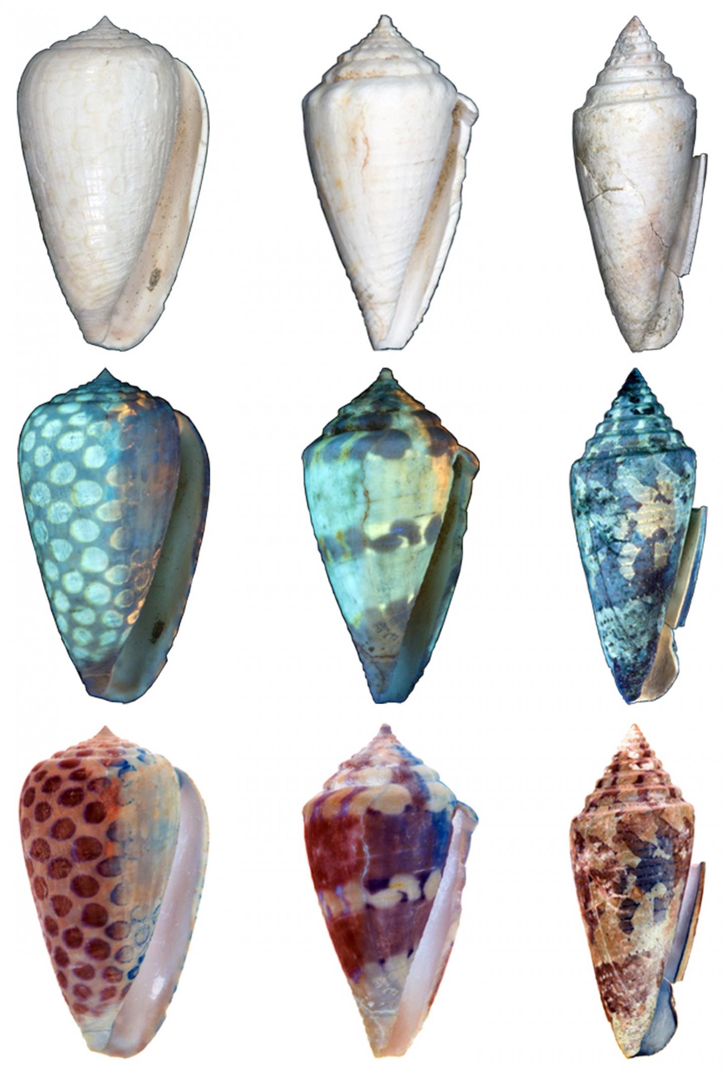 Ancient Seashell Coloration Patterns in UV Light