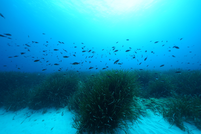 Seagrass meadows in the Mediterranean