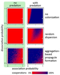 Aggregation-based colonization is capable and sufficient to maintain the cooperative behavior of aggregative unicells