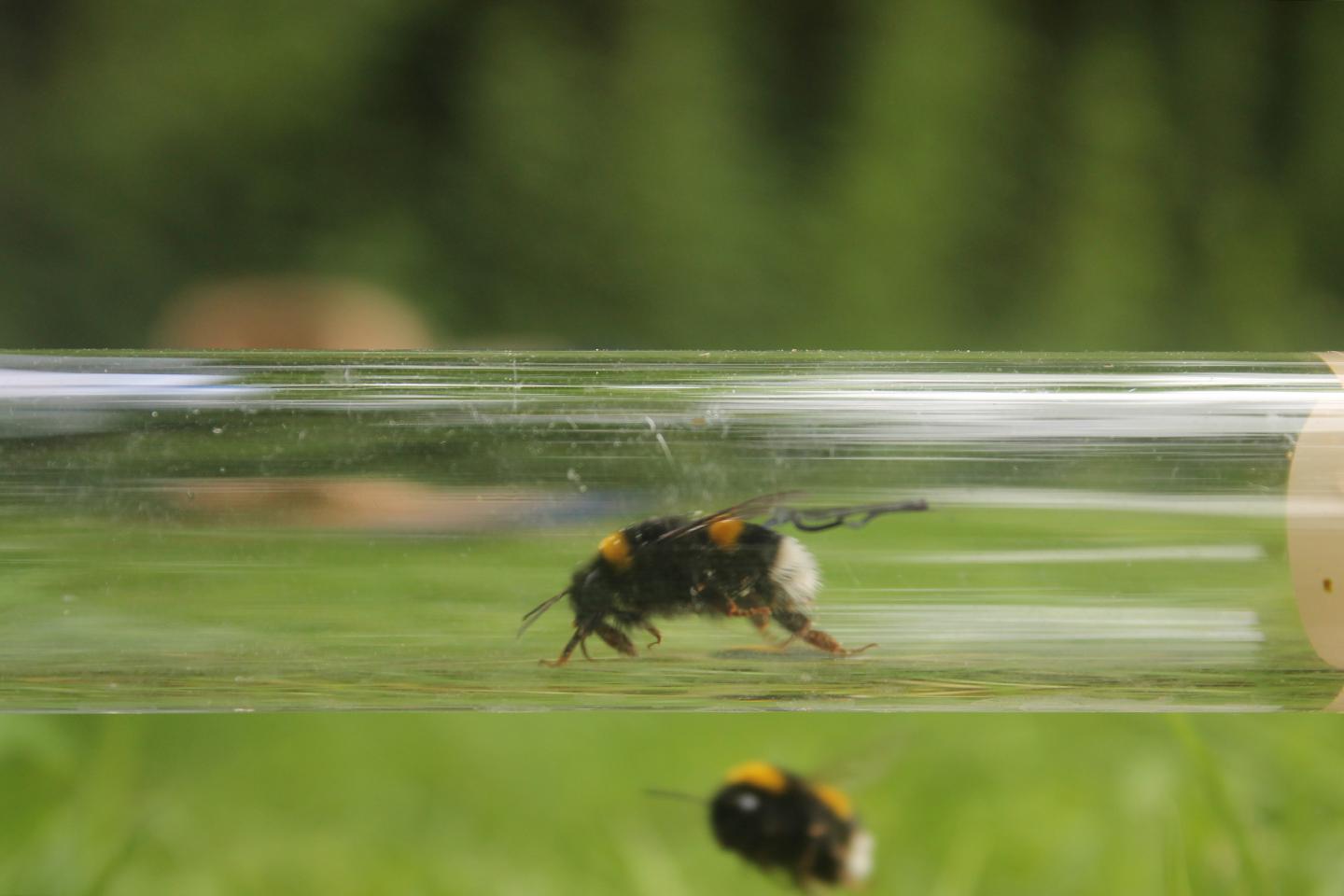 Bees in the Experiment (1 of 3)