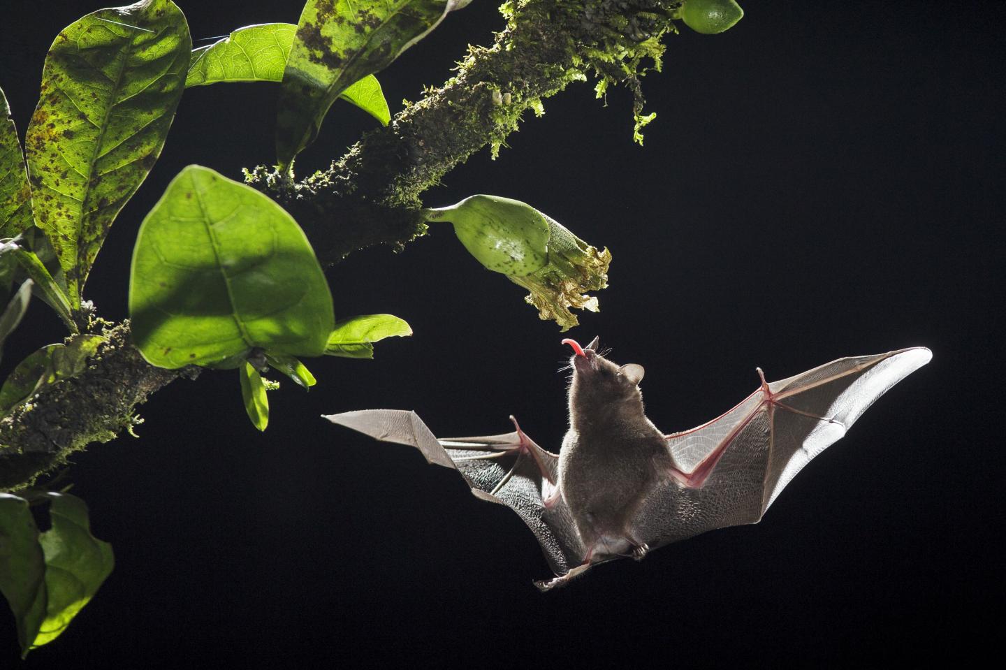 Hovering Over Flowers: Who Does It Better, Hummingbird or Nectar Bat? (1 of 12)