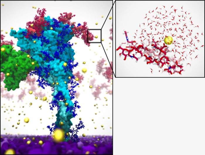 SARS-CoV-2 Spike Protein with Mucus and Calcium Ions