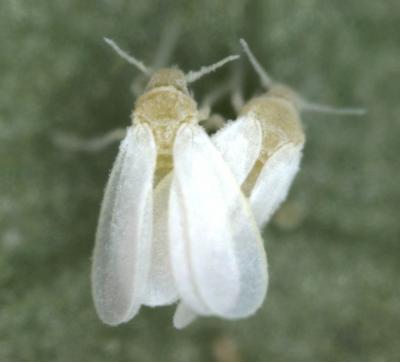 Whitefly Secrets to Success (1 of 2)