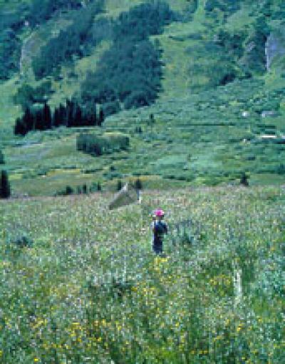 Researcher Catching Mormon Fritillary Butterflies