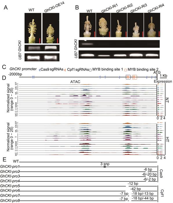 Figure 1. Mutation of GhCKI promoter by CRISPR/Cas9 and CRISPR/Cpf1.