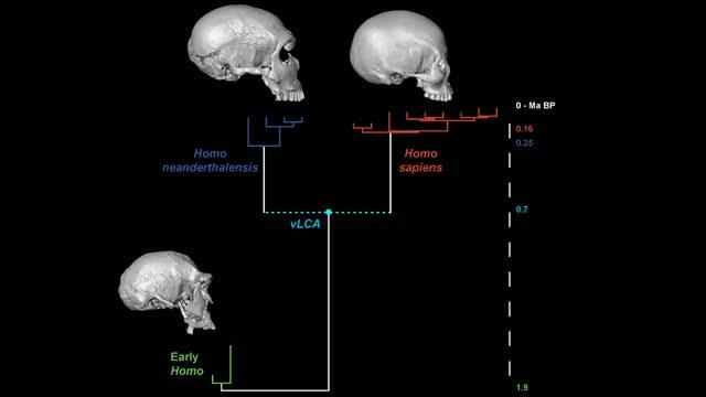 3-D Digital Modelling Of The Last Common Ancestor Of Humans And Neanderthals